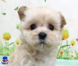 ハーフ犬（父：マルチーズ　母：トイプードル）