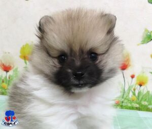 ポメラニアン