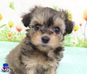 ハーフ犬（父：マルプー　母：マルチワワ）