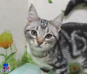 アメリカン・ショートヘアー