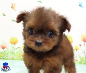 ハーフ犬（父：ポメラニアン　母：トイプードル）