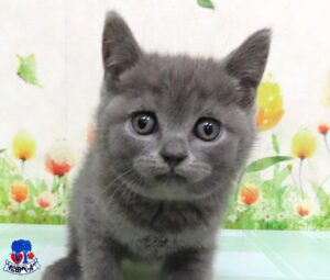 ブリティッシュ・ショートヘアー