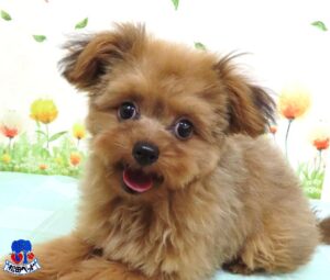 ハーフ犬（父：ポメラニアン　母：トイプードル）