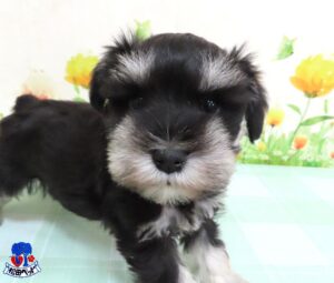 ミニチュア・シュナウザー