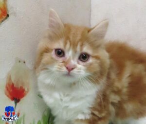 スコティッシュ・フォールド