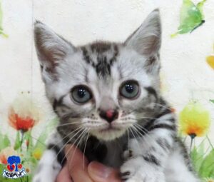 アメリカン・ショートヘアー