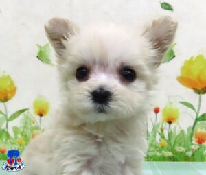 ハーフ犬（父：マルチーズ　母：Mダックス×トイプードル）