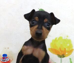 ミニチュア・ピンシャー