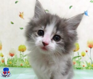 ノルウェージャン