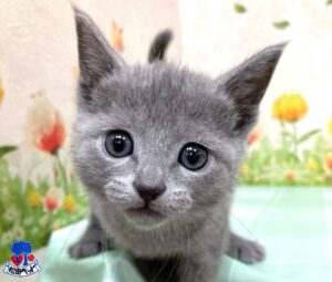 ロシアンブルー