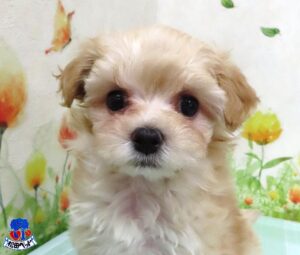 ハーフ犬（父：トイプードル　母：マルチーズ）