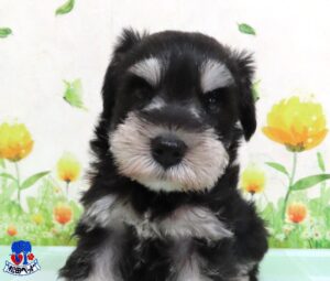 ミニチュア・シュナウザー