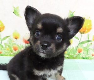 ロング・チワワ