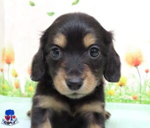 ミニチュア・ダックスフンド