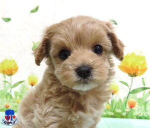 ハーフ犬（父：トイプードル　母：マルチーズ）