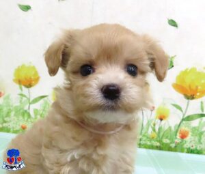 ハーフ犬（父：トイプードル　母：マルチーズ）