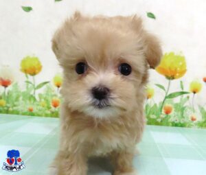 ハーフ犬（父：マルチーズ　母：トイプードル）