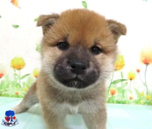 柴犬