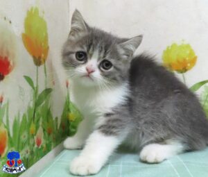 エキゾチック